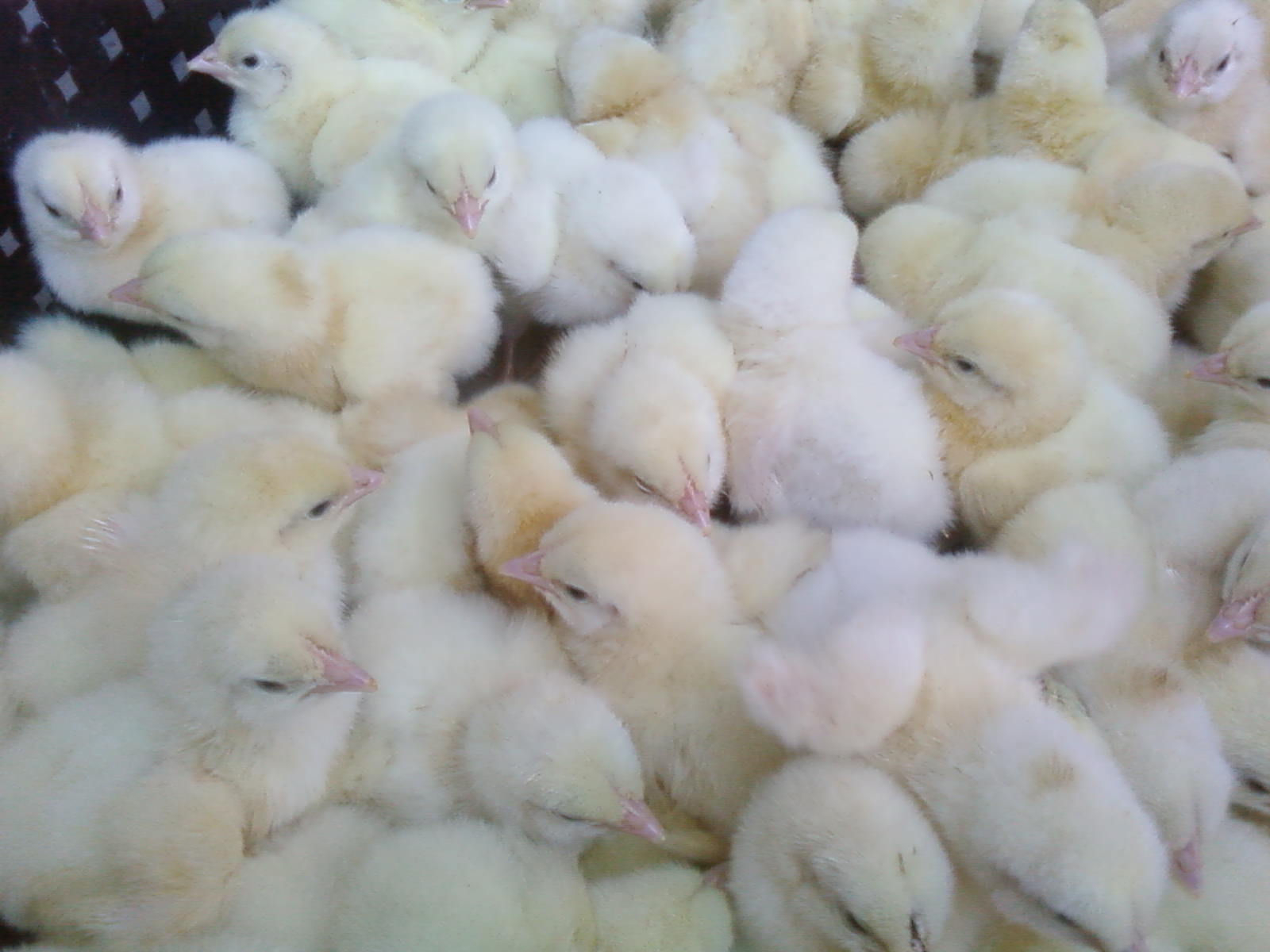 Кооб ру бесплатная электронная. Инкубаторские яйца Кобб 500 цыплята. Суточные цыплята бройлеры. Инкубационных яиц и суточных цыплят. Цыплята суточные фото.