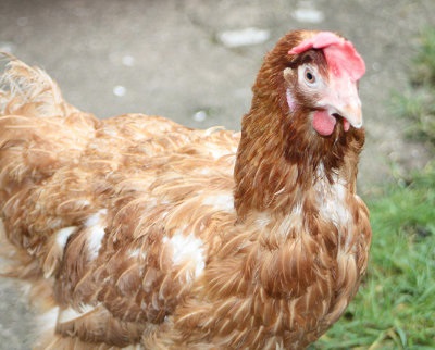Курица-несушка породы Ломан Браун
