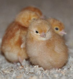 Цыплята породы Ломан Браун